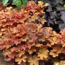 Caramel Heuchera (Villosa Hybrid) - 10 Count Flat Of Quart Pots -Garden Supplies Sales 2024 heuchera caramel 20