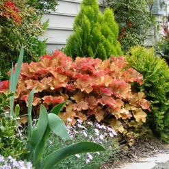 Caramel Heuchera (Villosa Hybrid) - 5 Pack Of Quart Pots 11 Caramel Heuchera (Villosa Hybrid) - 5 Pack Of Quart Pots -Garden Supplies Sales 2024 heuchera caramel 21 2