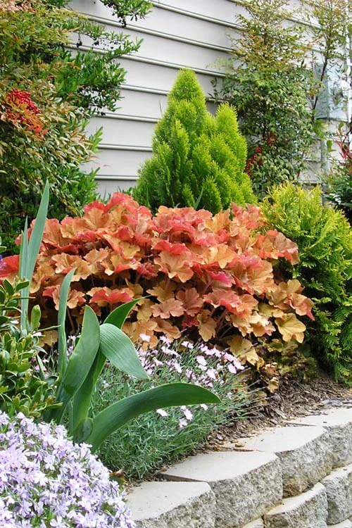 Caramel Heuchera (Villosa Hybrid) - 5 Pack Of Quart Pots 6 Caramel Heuchera (Villosa Hybrid) - 5 Pack Of Quart Pots - Image 6
