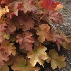 Caramel Heuchera (Villosa Hybrid) - 5 Pack Of Quart Pots 10 Caramel Heuchera (Villosa Hybrid) - 5 Pack Of Quart Pots -Garden Supplies Sales 2024 heuchera caramel 23 1
