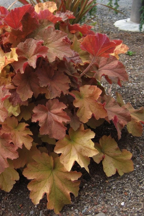 Caramel Heuchera (Villosa Hybrid) - 5 Pack Of Quart Pots 5 Caramel Heuchera (Villosa Hybrid) - 5 Pack Of Quart Pots - Image 5