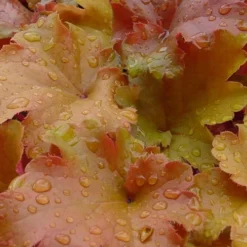 Caramel Heuchera (Villosa Hybrid) - 1 Gallon Pot -Garden Supplies Sales 2024 heuchera caramel 500x750 1