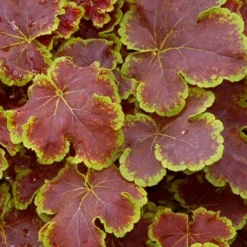 Solar Eclipse Heucherella (Foamy Bells) - 1 Gallon Pot -Garden Supplies Sales 2024 heucherella solar eclipse 1