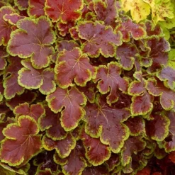 Solar Eclipse Heucherella (Foamy Bells) - 1 Gallon Pot