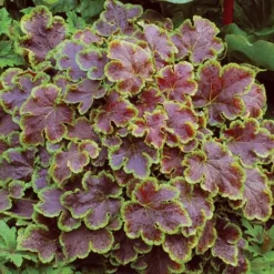 Solar Eclipse Heucherella (Foamy Bells) - 1 Gallon Pot -Garden Supplies Sales 2024 heucherella solar eclipse 3
