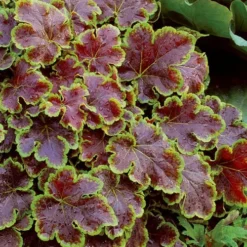 Solar Eclipse Heucherella (Foamy Bells) - 1 Gallon Pot -Garden Supplies Sales 2024 heucherella solar eclipse 4