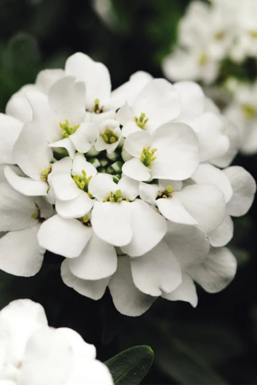 Alexander's White Candy Tuft (Iberis) - 1 Gallon Pot 1 Alexander's White Candy Tuft (Iberis) - 1 Gallon Pot