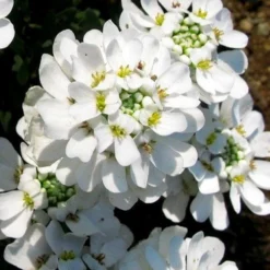 Snow Cone Candytuft (Iberis Sempervirens) - 5 Pack Of Quart Pots
