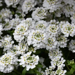 Alexander's White Candy Tuft (Iberis) - 1 Gallon Pot 11 Alexander's White Candy Tuft (Iberis) - 1 Gallon Pot -Garden Supplies Sales 2024 iberis sempervirens snowflake candytuft 1