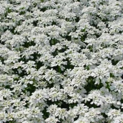 Snowflake Candy Tuft - 1 Gallon Pot -Garden Supplies Sales 2024 iberis sempervirens snowflake candytuft 3 1