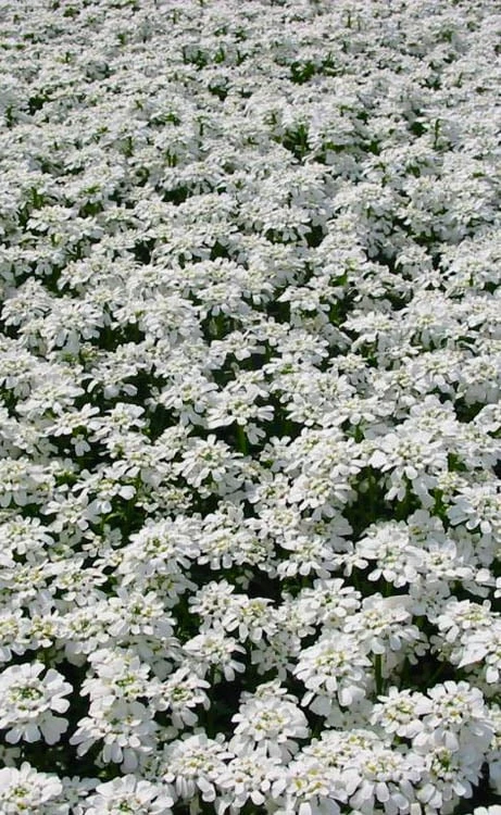 Alexander's White Candy Tuft (Iberis) - 1 Gallon Pot 7 Alexander's White Candy Tuft (Iberis) - 1 Gallon Pot - Image 7