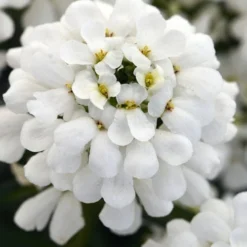 Snowsation Candytuft - 1 Gallon Pot