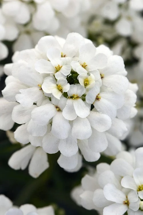 Snowsation Candytuft - 1 Gallon Pot 1 Snowsation Candytuft - 1 Gallon Pot