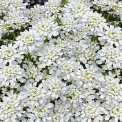 Snowsation Candytuft - 1 Gallon Pot 7 Snowsation Candytuft - 1 Gallon Pot -Garden Supplies Sales 2024 iberis snowsation candytuft 2