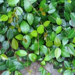 Asian Jasmine - Asiatic Jasmine - 6 Pack Of Pint Pots -Garden Supplies Sales 2024 jasmine asian 10 1