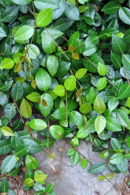 Asian Jasmine - Asiatic Jasmine - 18 Count Flat Of Pint Pots 5 Asian Jasmine - Asiatic Jasmine - 18 Count Flat Of Pint Pots - Image 5