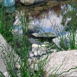 Big Twister Giant Corkscrew Rush (Juncus Effusus) - 1 Gallon Pot -Garden Supplies Sales 2024 juncus effusus big twister 100