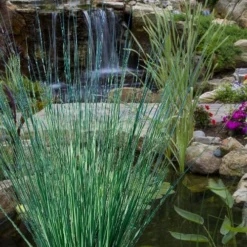 Elk's Blue California Gray Rush (Juncus Patens) - 1 Gallon Pot -Garden Supplies Sales 2024 juncus inflexus blue arrows rush 20