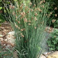 Elk's Blue California Gray Rush (Juncus Patens) - 1 Gallon Pot