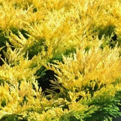 Limeglow Golden Andorra Compact Juniper - 1 Gallon Pot 11 Limeglow Golden Andorra Compact Juniper - 1 Gallon Pot -Garden Supplies Sales 2024 juniper horizontalis lime glow 22 1