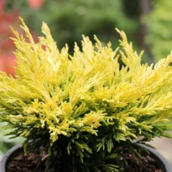 Limeglow Golden Andorra Compact Juniper - 1 Gallon Pot 12 Limeglow Golden Andorra Compact Juniper - 1 Gallon Pot -Garden Supplies Sales 2024 juniper horizontalis lime glow 23 2
