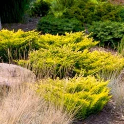 Limeglow Golden Andorra Compact Juniper - 6 Pack Of 1 Gallon Pots 10 Limeglow Golden Andorra Compact Juniper - 6 Pack Of 1 Gallon Pots -Garden Supplies Sales 2024 juniper horizontalis lime glow 24