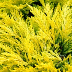 Limeglow Golden Andorra Compact Juniper - 3 Gallon Pot