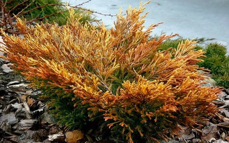 Limeglow Golden Andorra Compact Juniper - 6 Pack Of 1 Gallon Pots 7 Limeglow Golden Andorra Compact Juniper - 6 Pack Of 1 Gallon Pots - Image 7