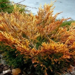 Limeglow Golden Andorra Compact Juniper - 1 Gallon Pot 13 Limeglow Golden Andorra Compact Juniper - 1 Gallon Pot -Garden Supplies Sales 2024 juniper limeglow fall foliage color 2 2