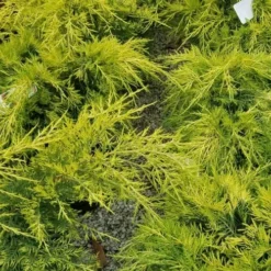 Gold Lace Juniper - 6 Pack Of 1 Gallon Pot -Garden Supplies Sales 2024 juniperus chinensis gold lace juniper 2 1