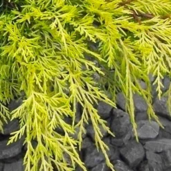Gold Lace Juniper - 1 Gallon Pot -Garden Supplies Sales 2024 juniperus chinensis gold lace juniper 3