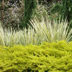 All Gold Golden Pacific Juniper - 6 Pack Of 1 Gallon Pots 15 All Gold Golden Pacific Juniper - 6 Pack Of 1 Gallon Pots -Garden Supplies Sales 2024 juniperus conferta all gold pacific shore juniper 20