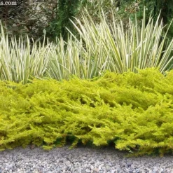 All Gold Golden Pacific Juniper - 1 Gallon Pot 11 All Gold Golden Pacific Juniper - 1 Gallon Pot -Garden Supplies Sales 2024 juniperus conferta all gold pacific shore juniper 21 1