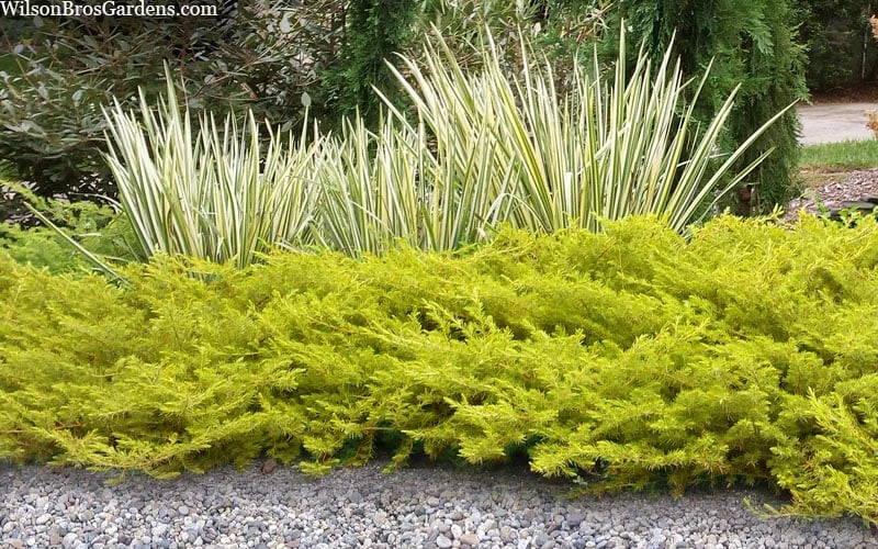 All Gold Golden Pacific Juniper - 3 Gallon Pot 5 All Gold Golden Pacific Juniper - 3 Gallon Pot - Image 5