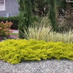 All Gold Golden Pacific Juniper - 2 Gallon Pot 10 All Gold Golden Pacific Juniper - 2 Gallon Pot -Garden Supplies Sales 2024 juniperus conferta all gold pacific shore juniper 22 3