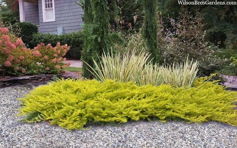 All Gold Golden Pacific Juniper - 3 Gallon Pot 4 All Gold Golden Pacific Juniper - 3 Gallon Pot - Image 4