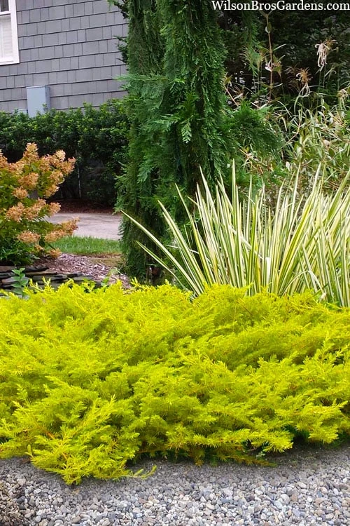 All Gold Golden Pacific Juniper - 2 Gallon Pot 1 All Gold Golden Pacific Juniper - 2 Gallon Pot