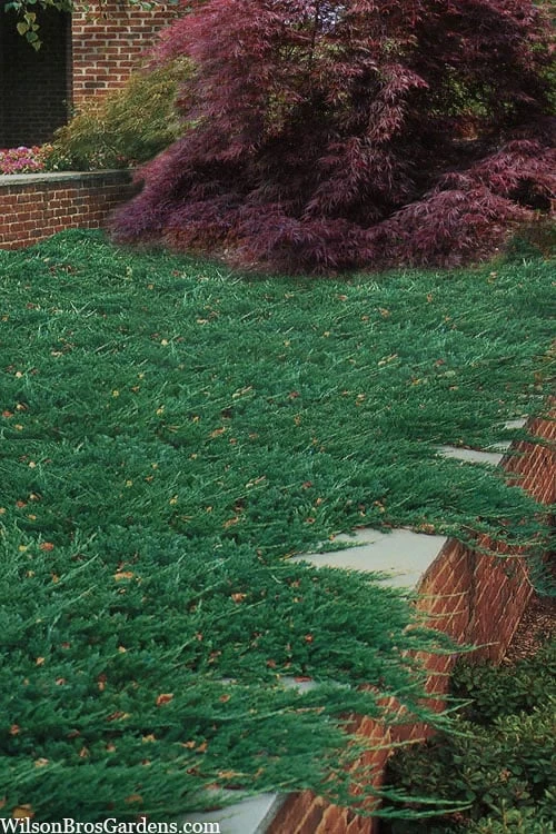 Blue Rug Juniper - 3 Gallon Pot 1 Blue Rug Juniper - 3 Gallon Pot