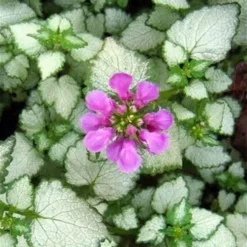 Red Nancy Lamium - 5 Pack Of Pint Pots -Garden Supplies Sales 2024 lamium maculatam red nancy spotted dead nettle 2