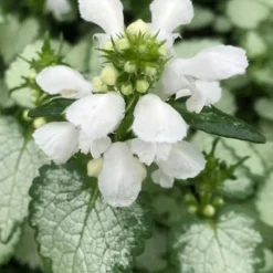 White Nancy Lamium - 5 Pack Of Pint Pots -Garden Supplies Sales 2024 lamium maculatam white nancy spotted dead nettle 100