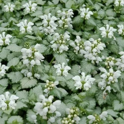 White Nancy Lamium - 5 Pack Of Pint Pots