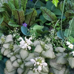 White Nancy Lamium - 5 Pack Of Pint Pots -Garden Supplies Sales 2024 lamium maculatam white nancy spotted dead nettle 103