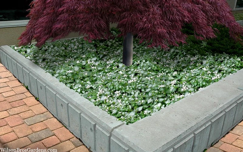 Purple Dragon Lamium - 6 Pack Of Pint Pots 7 Purple Dragon Lamium - 6 Pack Of Pint Pots - Image 7