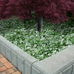 Purple Dragon Lamium - 1 Gallon Pot -Garden Supplies Sales 2024 lamium maculatam white nancy spotted dead nettle 105 2