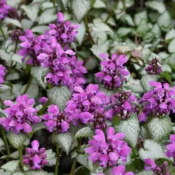 Purple Dragon Lamium - 6 Pack Of Pint Pots 10 Purple Dragon Lamium - 6 Pack Of Pint Pots -Garden Supplies Sales 2024 lamium maculatum purple dragon 3