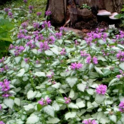 Purple Dragon Lamium - 1 Gallon Pot -Garden Supplies Sales 2024 lamium maculatum purple dragon 4 1