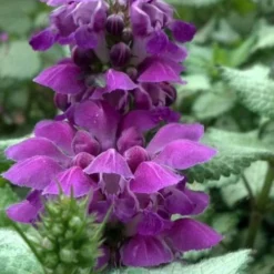 Purple Dragon Lamium - 1 Gallon Pot