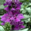 Purple Dragon Lamium - 6 Pack Of Pint Pots