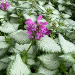 Purple Dragon Lamium - 6 Pack Of Pint Pots 12 Purple Dragon Lamium - 6 Pack Of Pint Pots -Garden Supplies Sales 2024 lamium maculatum purple dragon 7