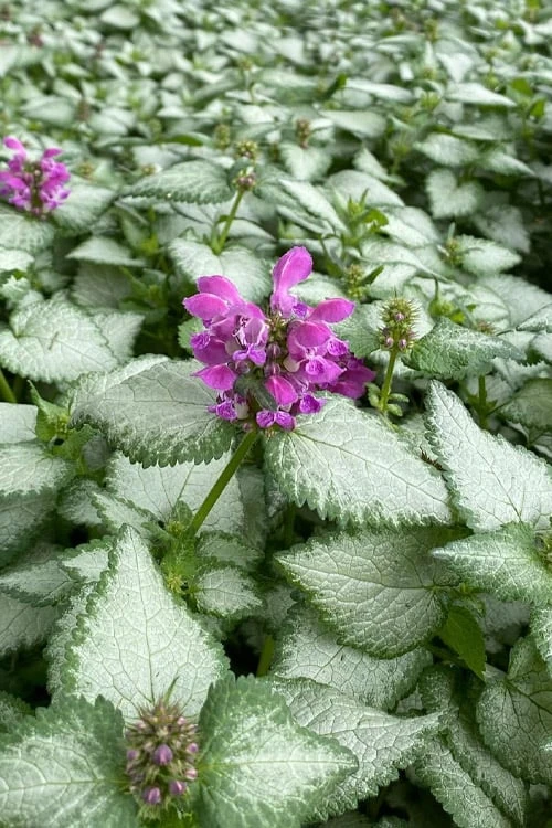 Purple Dragon Lamium - 6 Pack Of Pint Pots 6 Purple Dragon Lamium - 6 Pack Of Pint Pots - Image 6